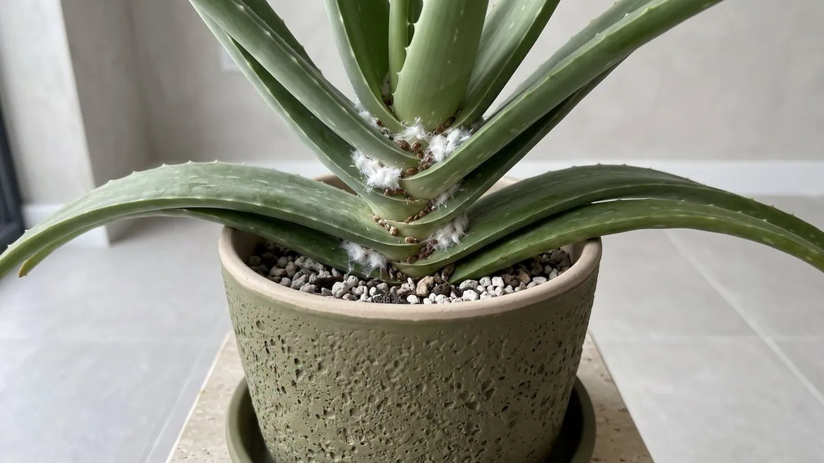 How to get rid of mealybugs and scale on Aloe vera step by step: white wool and brown bumps in the joins.