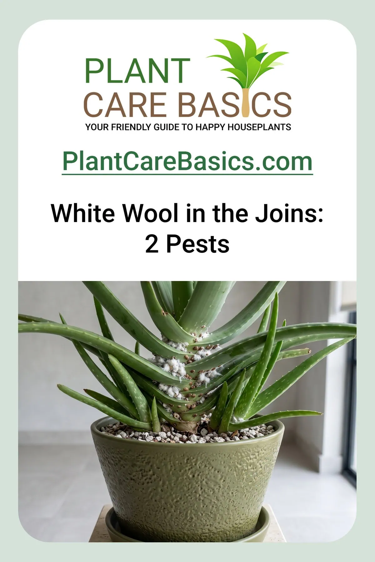 How to get rid of mealybugs and scale on Aloe vera step by step: white wool and brown bumps in the joins.