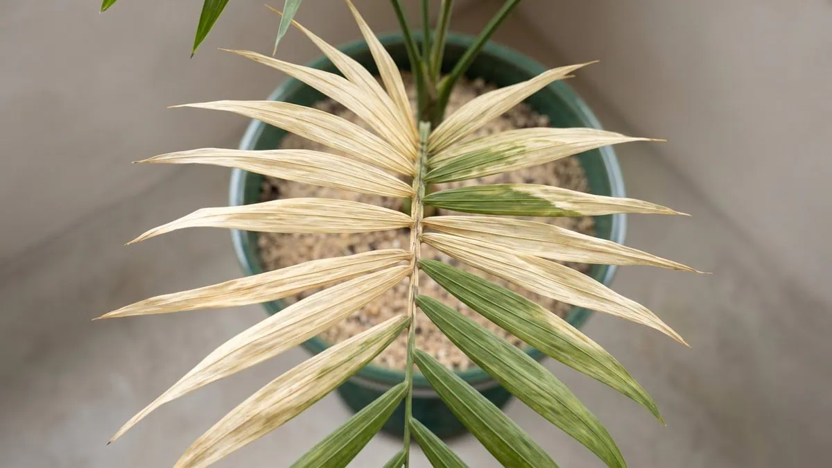 How much light does a parlor palm need after sunburn: bleached and unbleached sections on one frond.