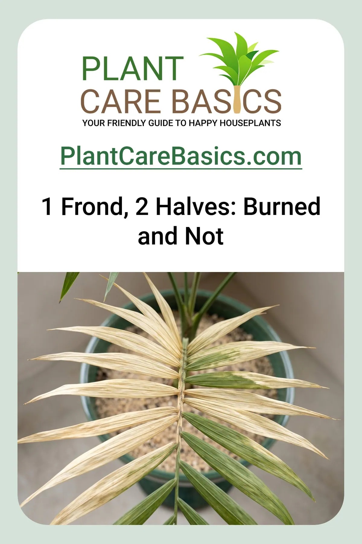 How much light does a parlor palm need after sunburn: bleached and unbleached sections on one frond.