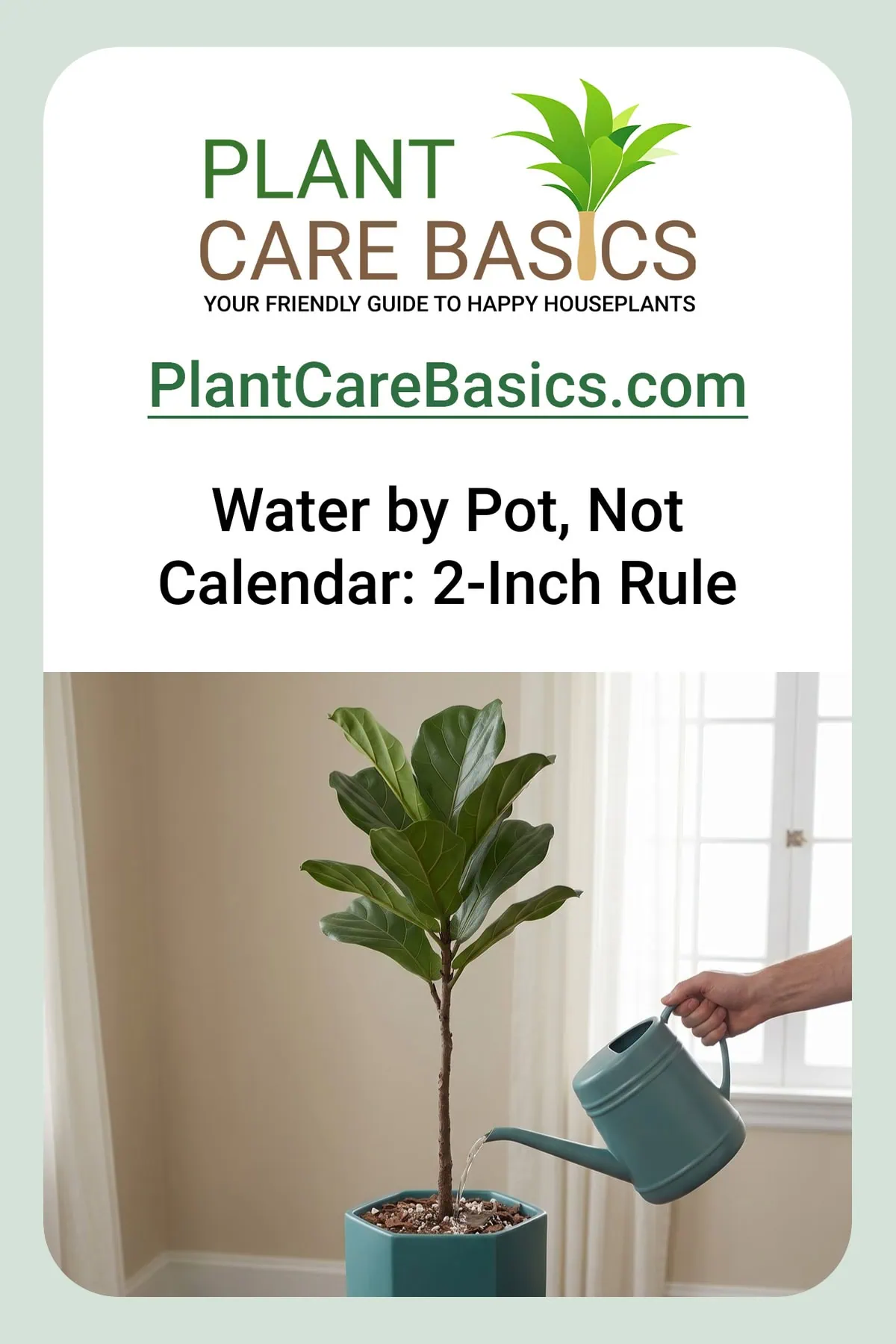 How often to water a fiddle leaf fig indoors: a can pours a steady stream onto the mix.