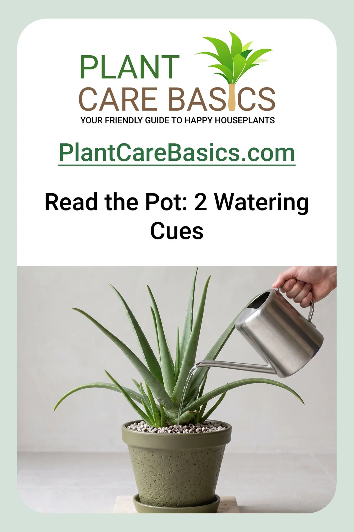 How often to water Aloe vera indoors step by step: water pouring from a steel can into the pot mix.