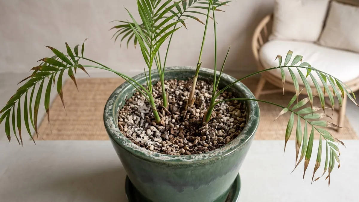 How to fertilize a parlor palm without salt buildup: a white crust ringing the medium surface and the pot rim.
