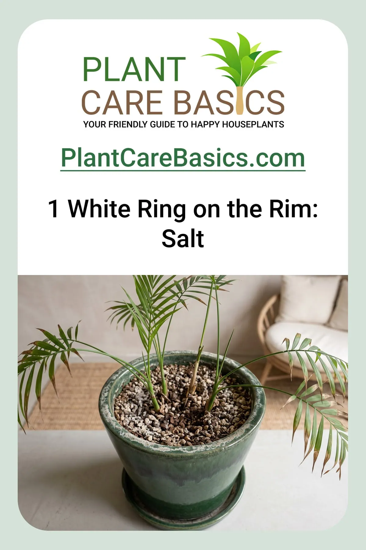How to fertilize a parlor palm without salt buildup: a white crust ringing the medium surface and the pot rim.