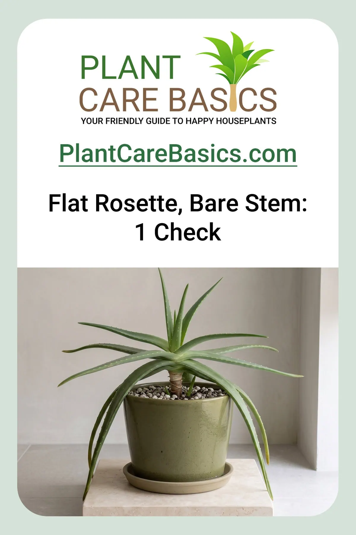 How to fix a leggy Aloe vera drooping over the pot: the rosette flattened out with bare stem below.