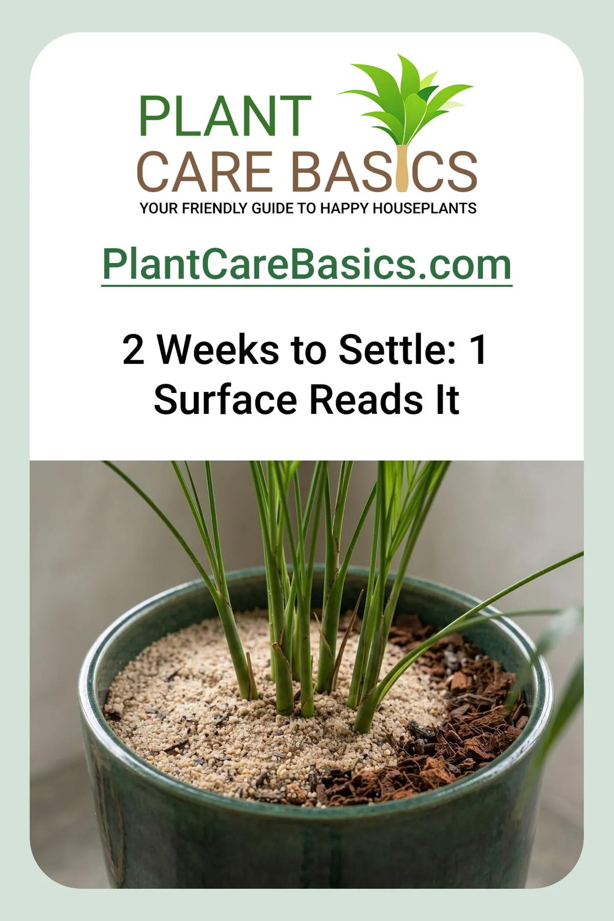 How to help a parlor palm recover after repotting: upright stems over a surface of pale sand and bark.