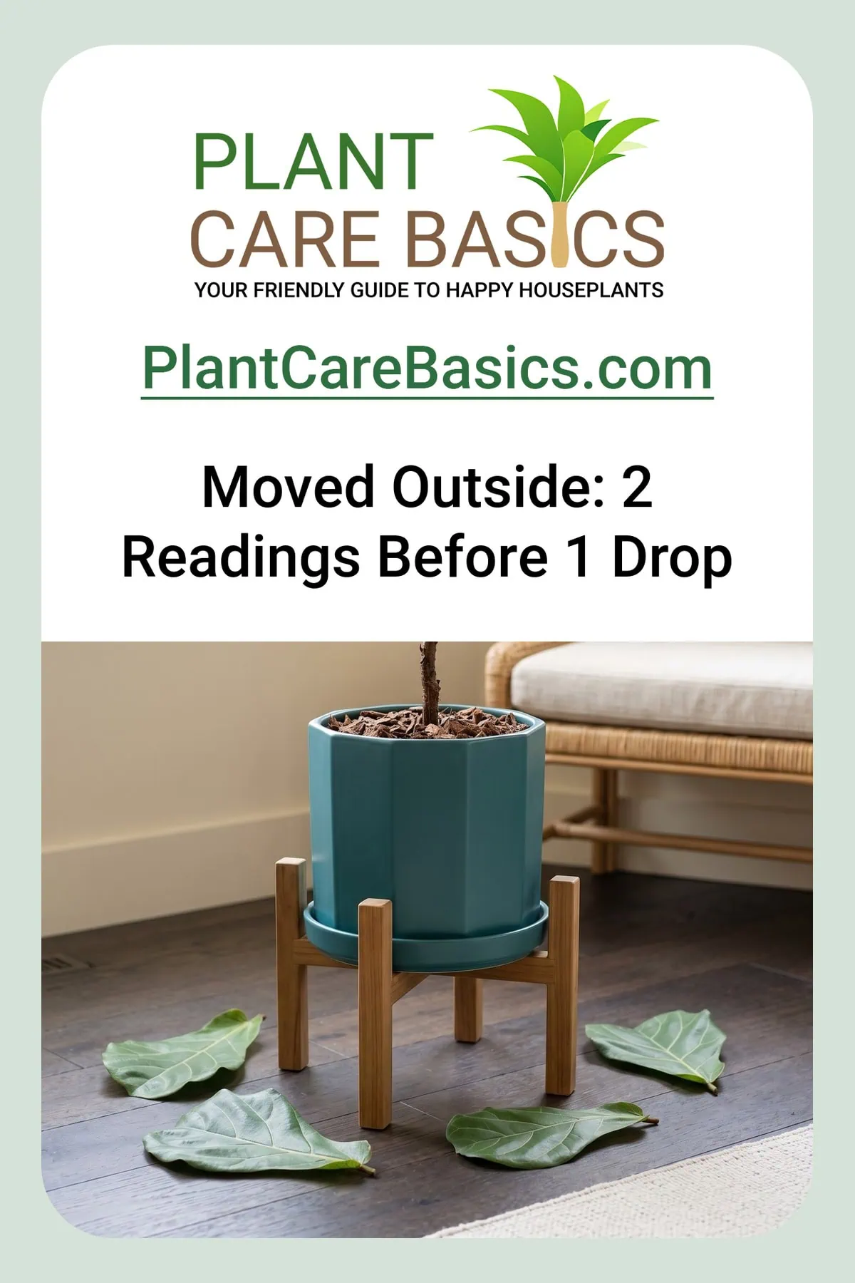 How to move a fiddle leaf fig outside without losing leaves: shed leaves lie on the floor.