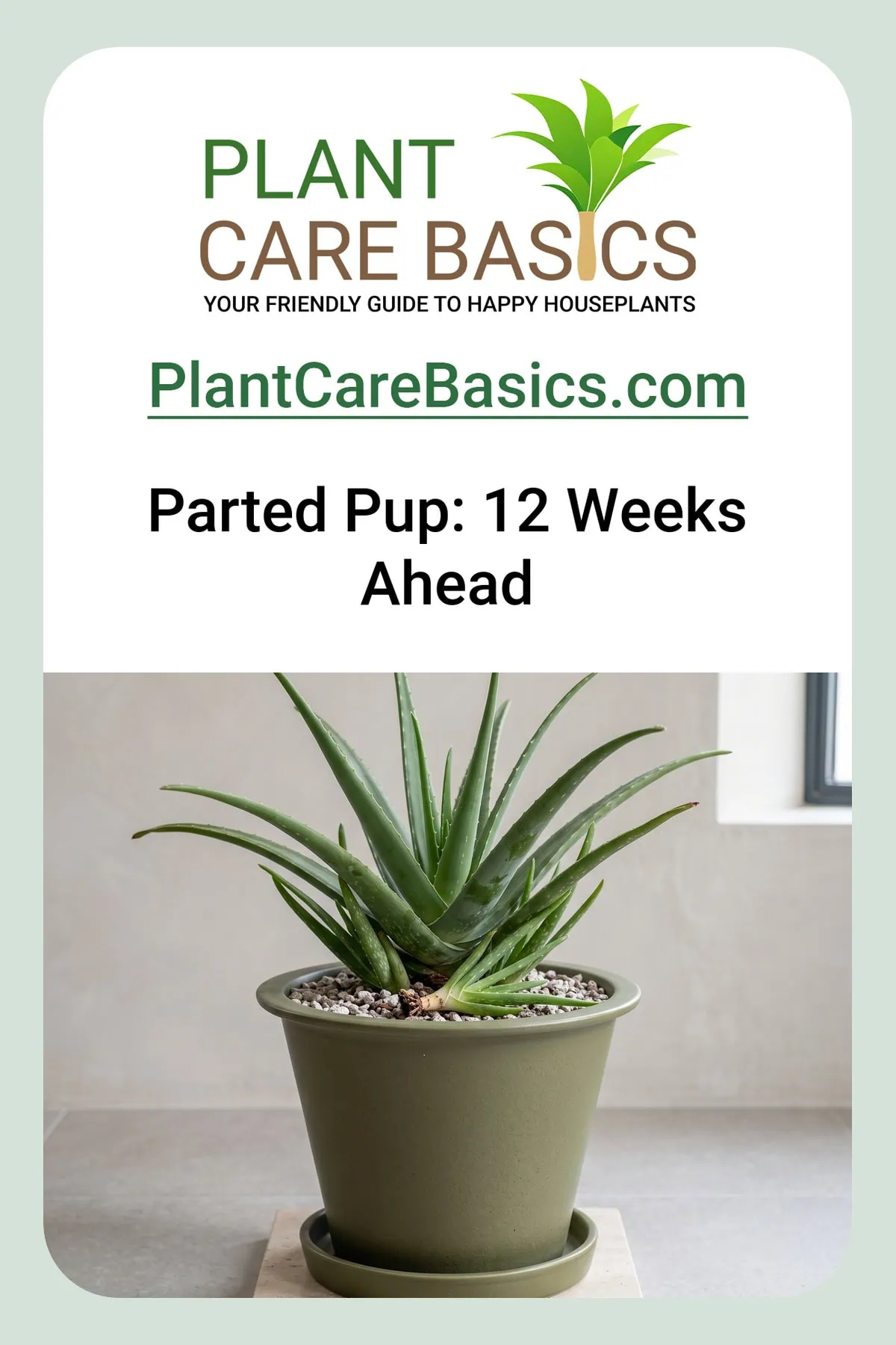 How to propagate Aloe vera pups after separating them: a just-parted pup lying beside the parent, base bare.