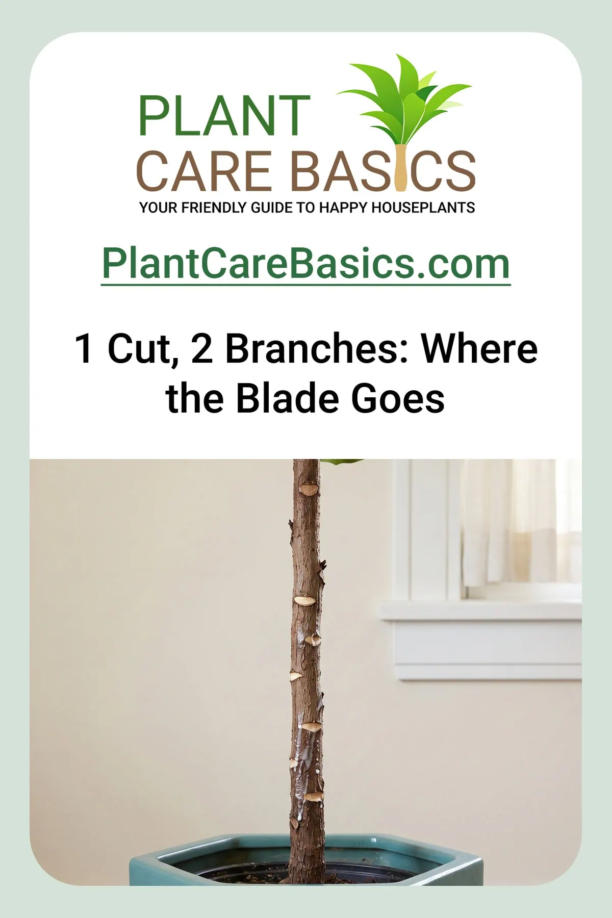 How to prune a fiddle leaf fig to encourage branching: one cut on a bare trunk has skinned over.