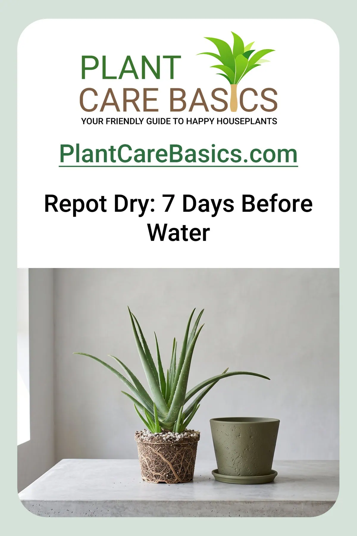 How to repot Aloe vera without transplant shock: the plant out of its pot, root ball whole, empty pot beside.