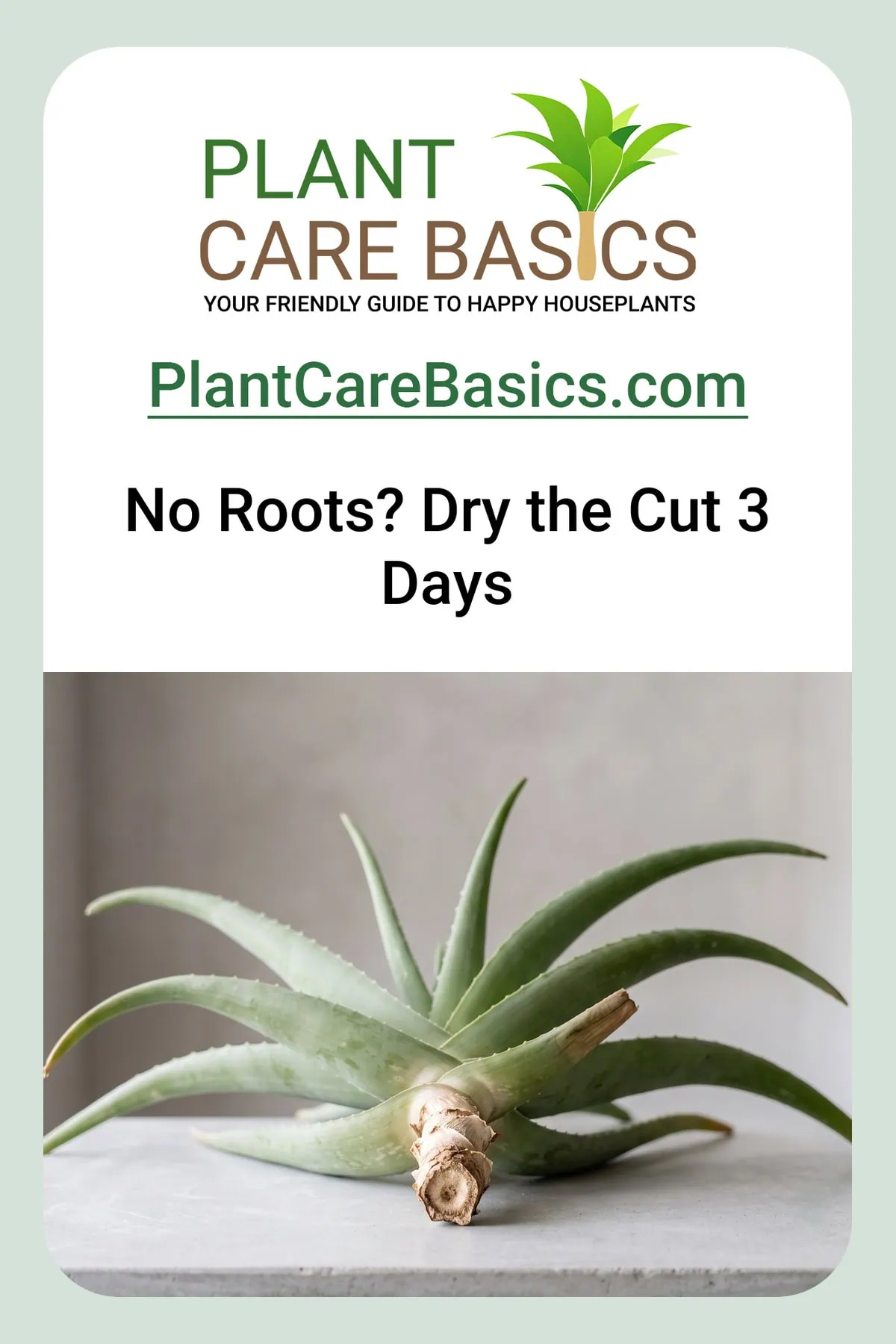 How to root a bare Aloe vera with no roots step by step: the rootless rosette lying with its base dry.