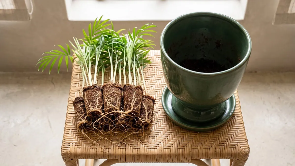 How to separate and propagate a parlor palm clump: ten washed-root stems laid beside the emptied pot.