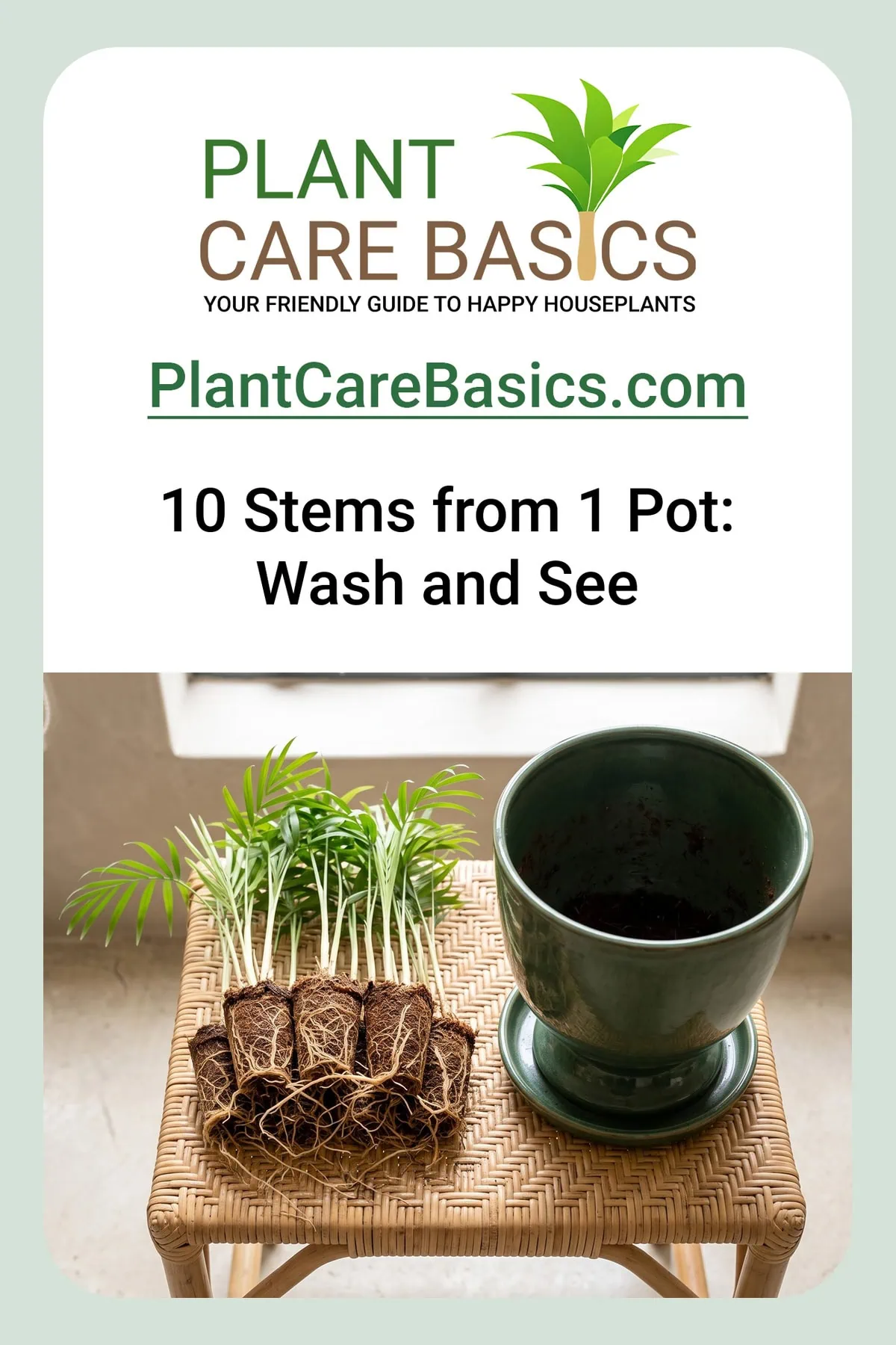 How to separate and propagate a parlor palm clump: ten washed-root stems laid beside the emptied pot.