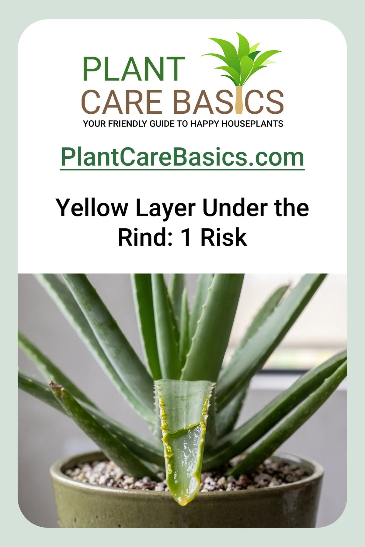 Is Aloe vera toxic to cats and dogs indoors: a freshly snapped leaf showing yellow fluid and clear gel.