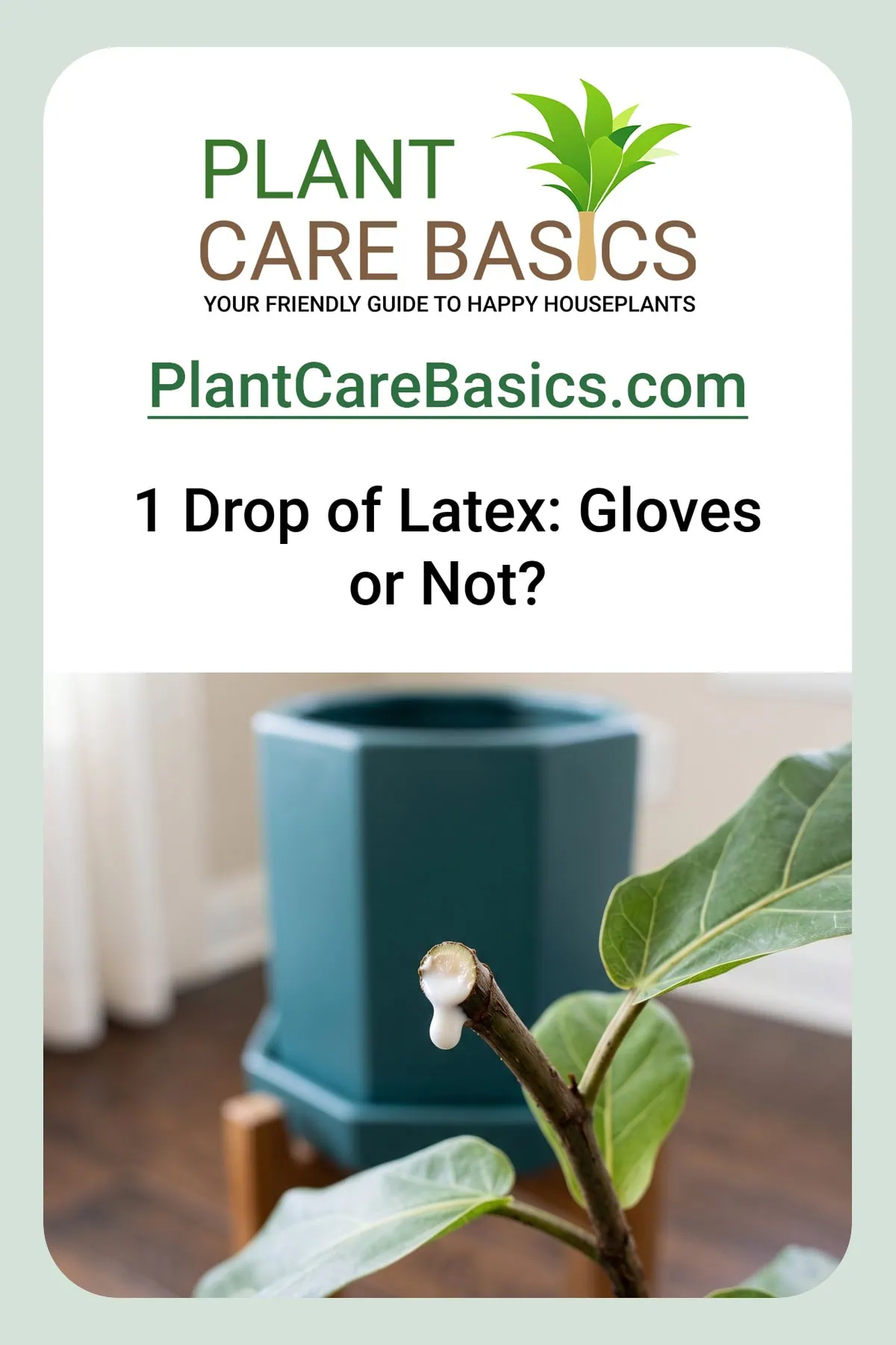 Is fiddle leaf fig sap dangerous to handle when pruning? One drop of milky sap sits at the cut.