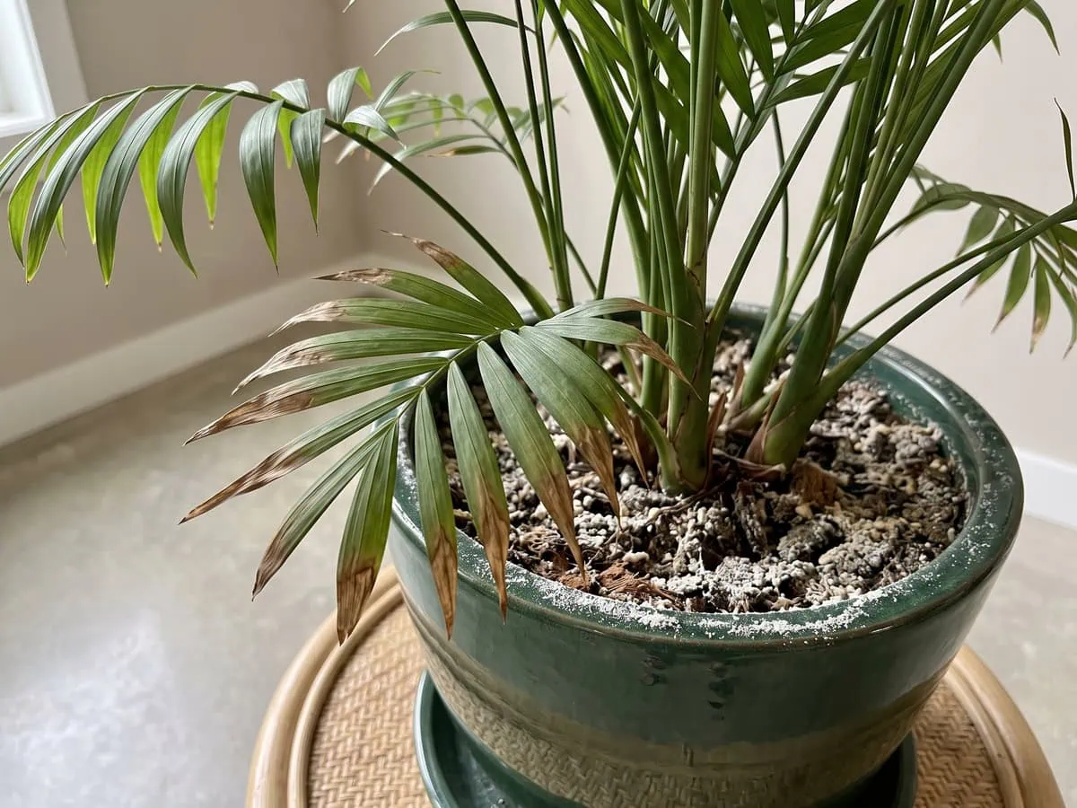 Browned leaflet tips on several parlor palm stems above a white crust, how often to feed and how strong.