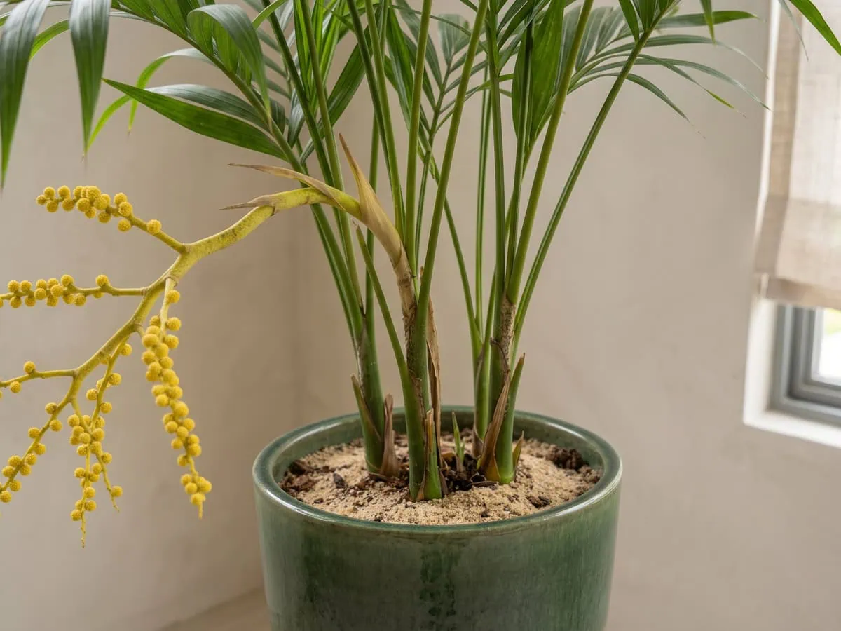 Five separate parlor palm stems rising from the medium surface, whether seed will follow the flowers on each.