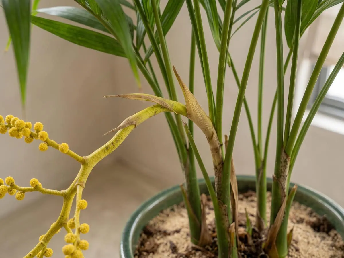 Macro view of the point where a flower spray leaves a parlor palm stem below the sheath, where the yellow balls actually sit.