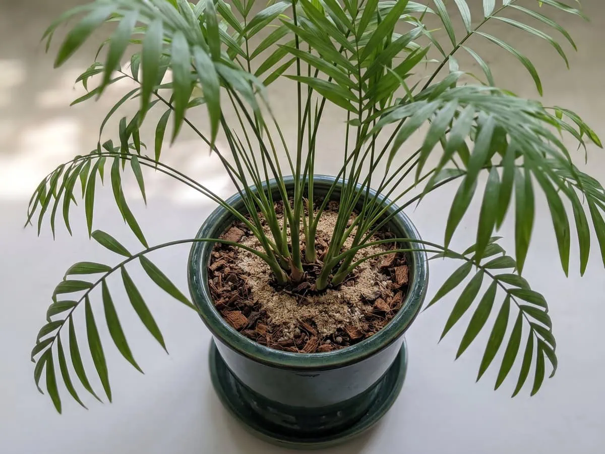Close-up of a parlor palm in one pot with several stems leaning sideways, the habitat overview for this palm.
