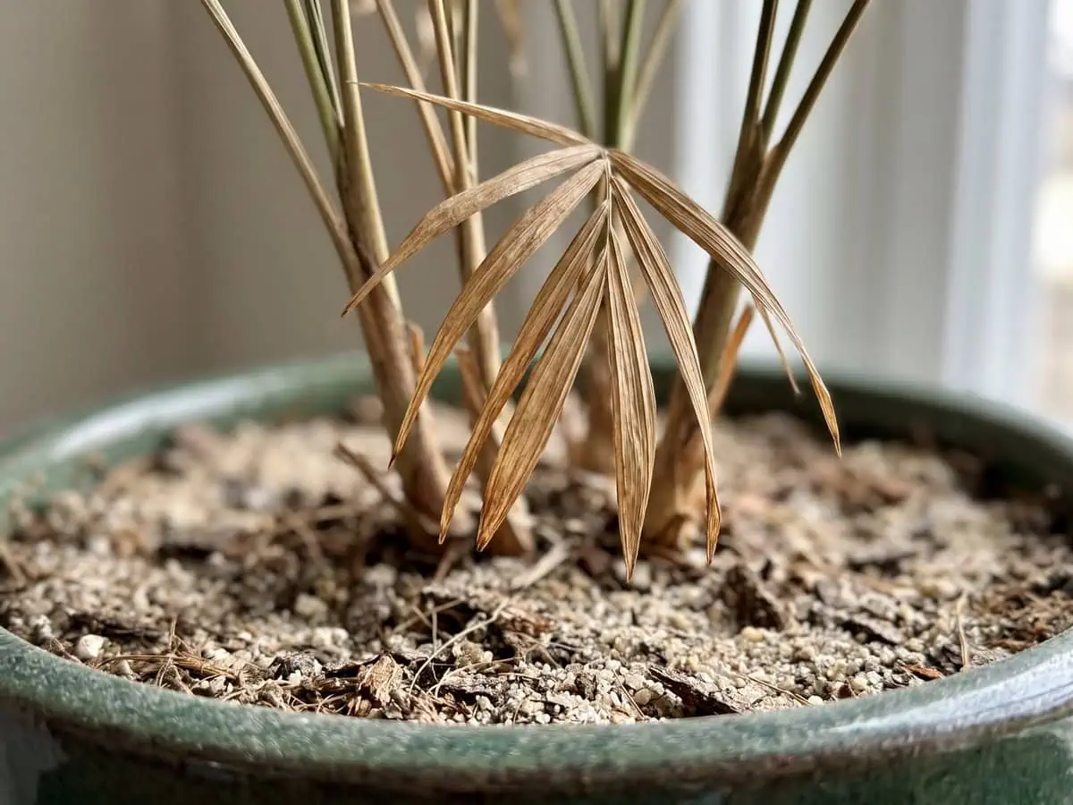 Macro view of browned parlor palm frond tips above dried-out soil, air moisture in the heating season.