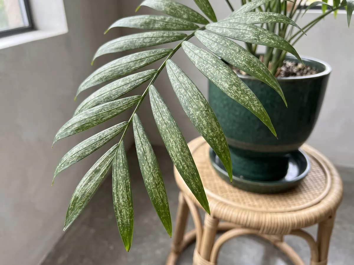 A parlor palm frond covered in faded mottled marks with no mites alive on it, damage left behind after a spray.