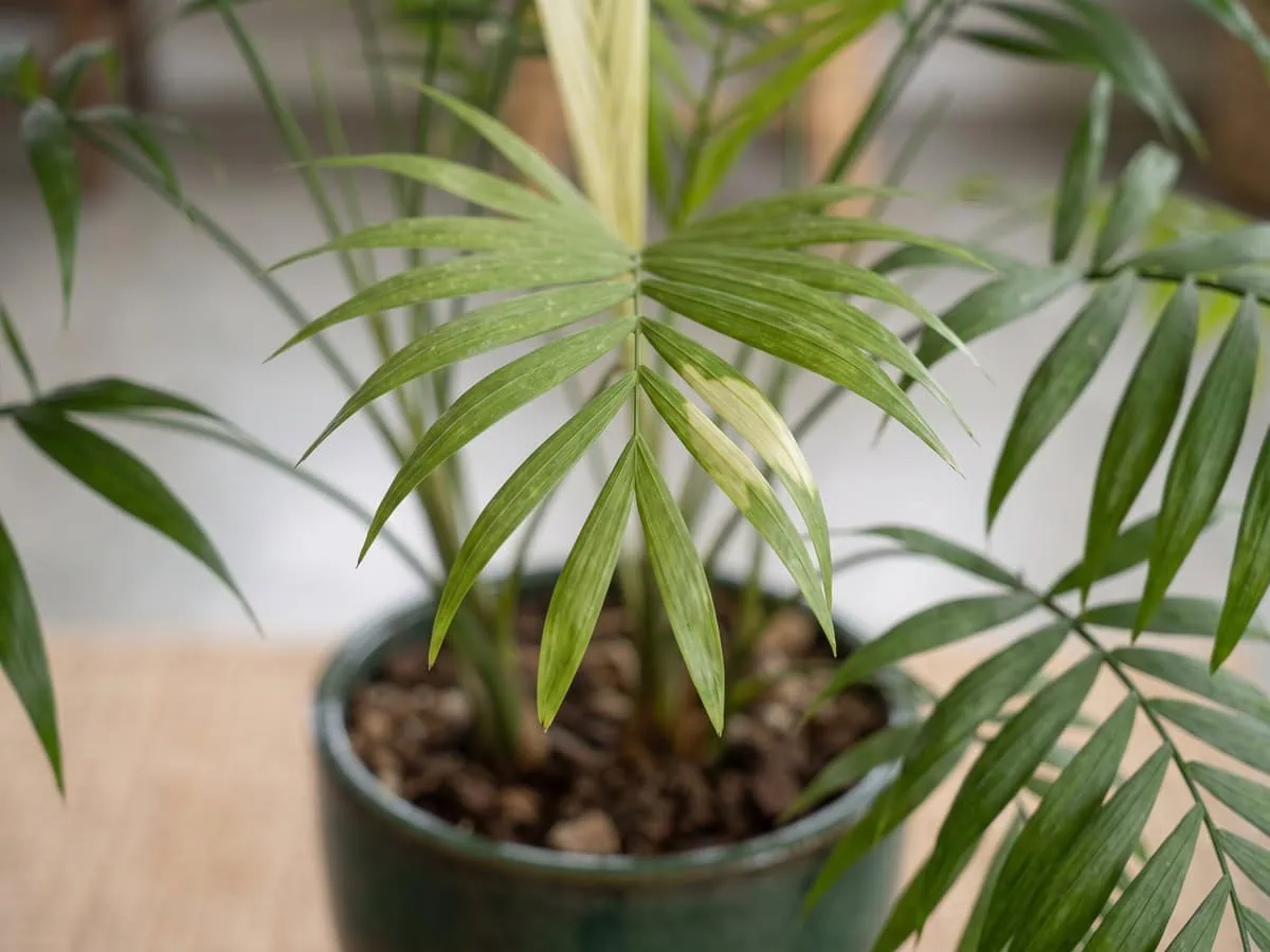 A newly opened parlor palm frond carrying marks that are not spreading, one of three readings that get it wrong.
