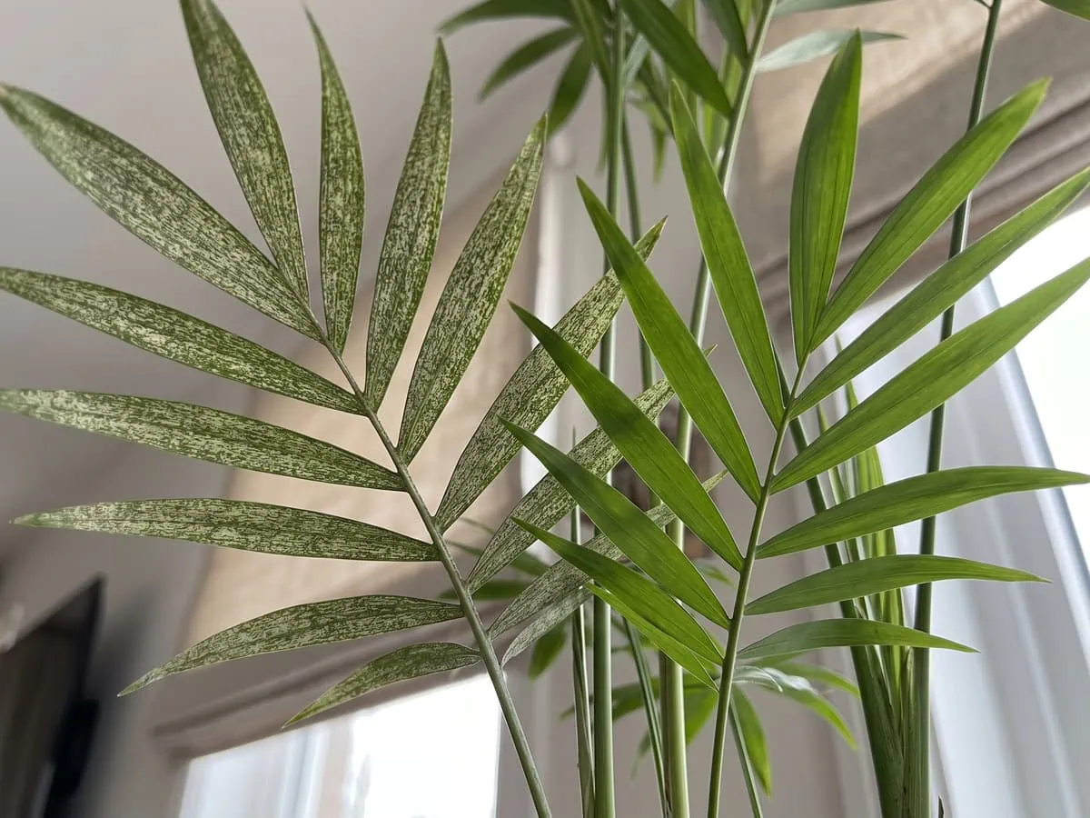 Close-up of an old marked parlor palm frond beside a clean new frond, damage that stays after the mites and the spray.