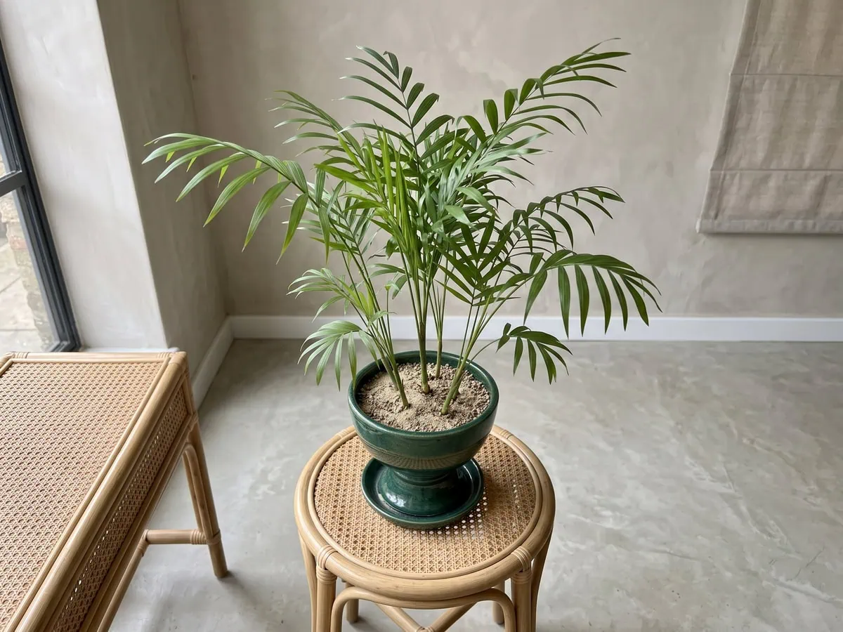 Scattered stems rising from the medium at the base of one parlor palm pot, what the tag says versus the plant.