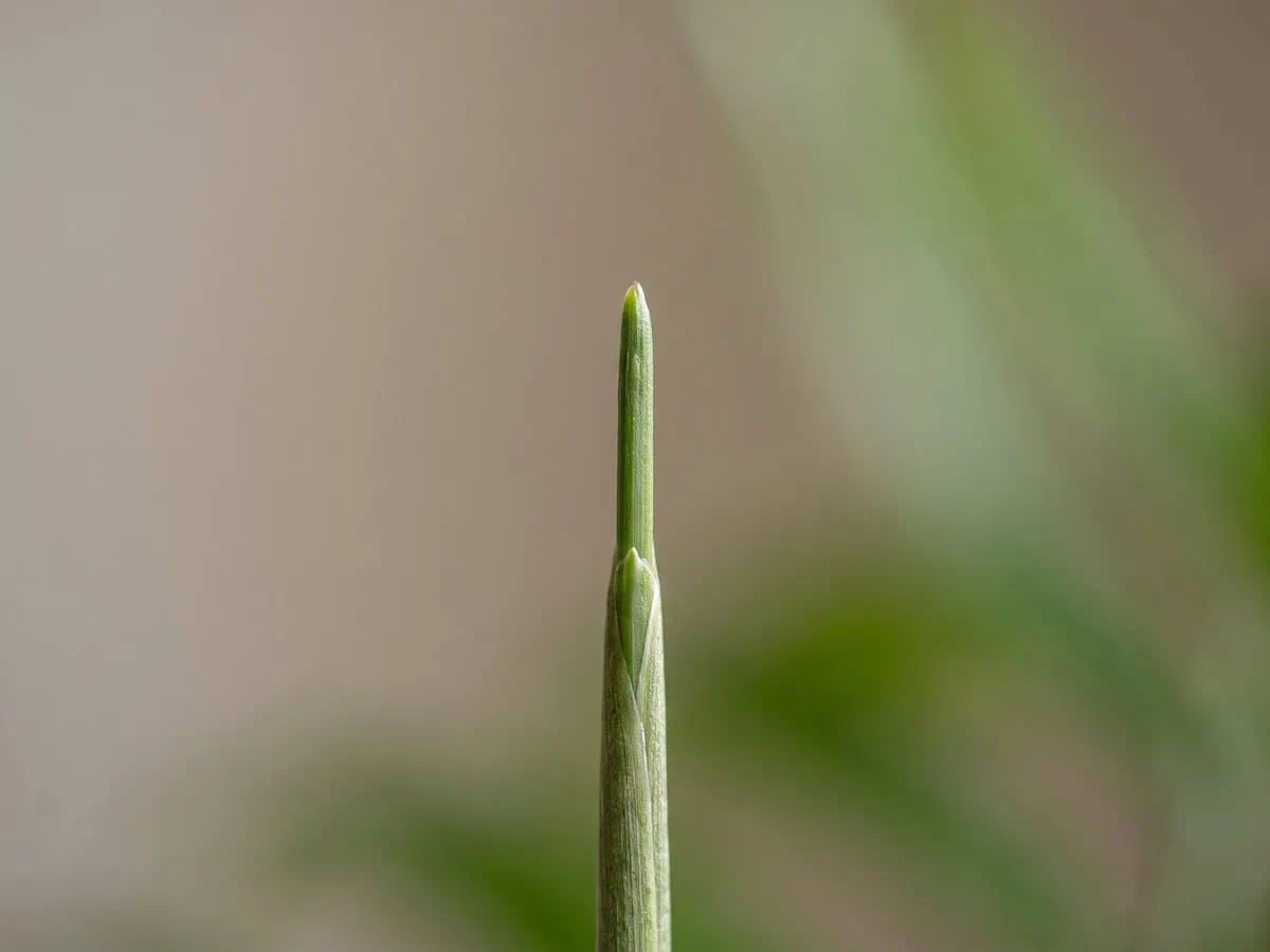 The single growing point at the top of one parlor palm stem standing upright, reading the pot one stem at a time.
