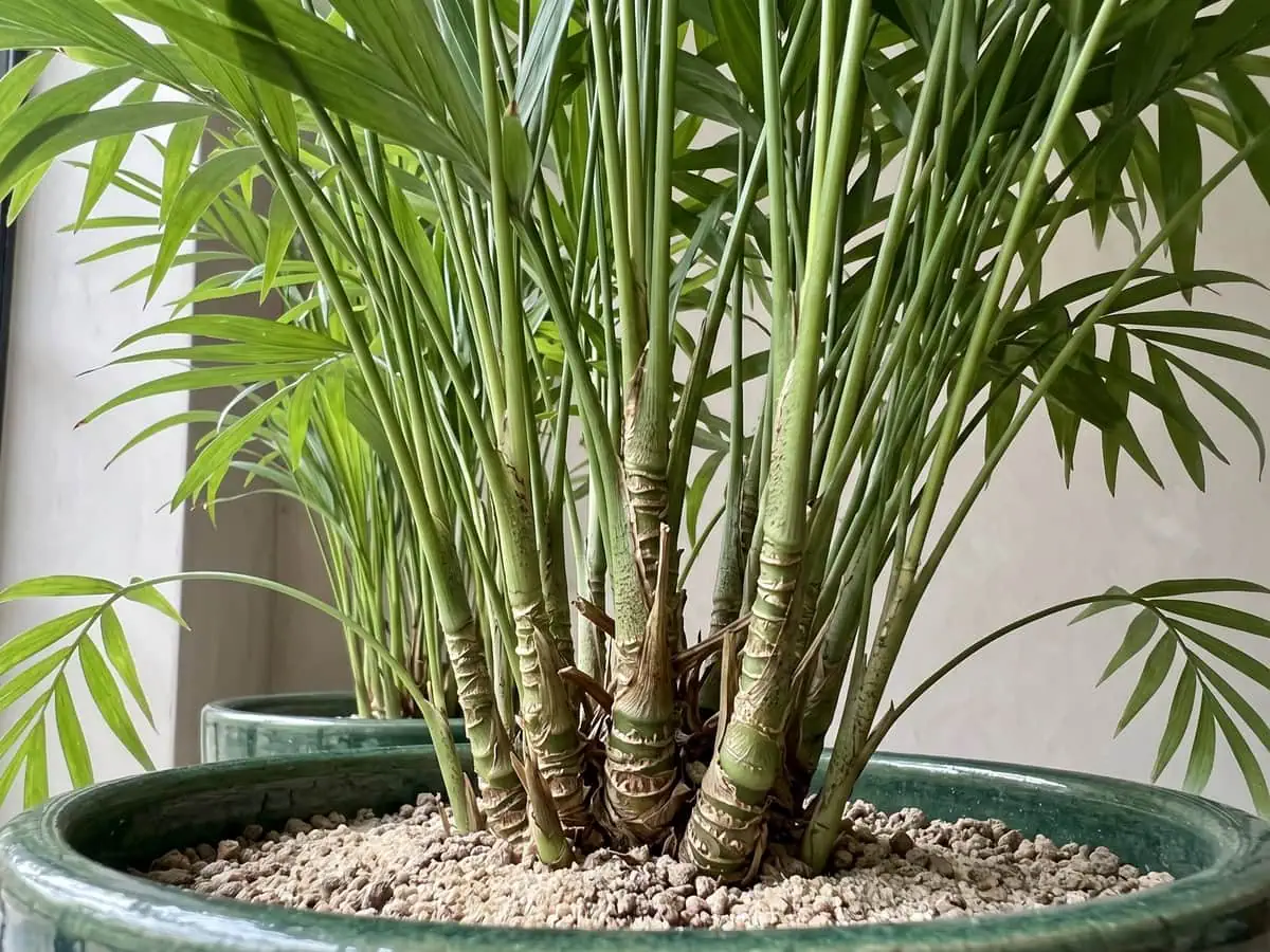 Several slender stems rising from one base with old leaf-scar nodes, the stem check that separates all three palms.