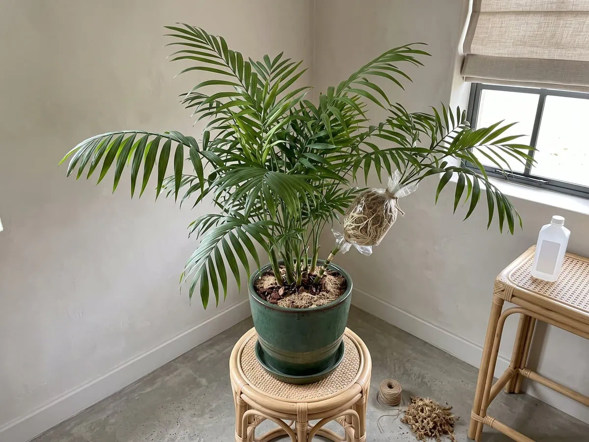 A clear sphagnum moss bundle wrapped on one parlor palm stem, what to do when the plant outgrows its spot.