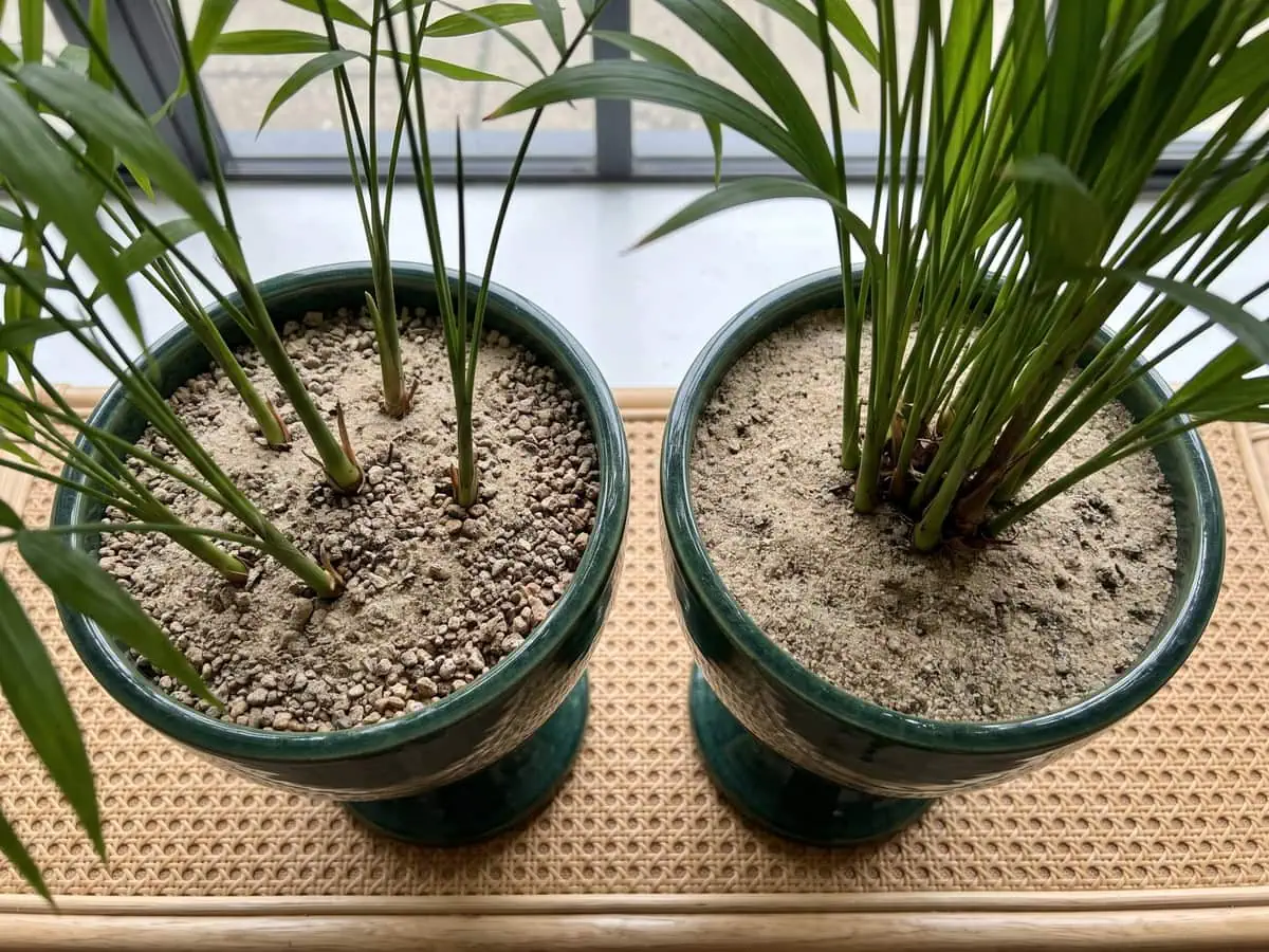 Overhead view of the stem emergence points at the medium surface of two pots, the stem check that separates three palms.