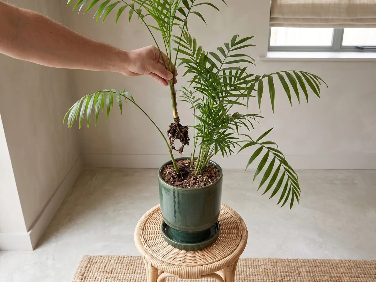 One parlor palm stem lifted clear with dark softened tissue at its base, reading a root zone gone sour.