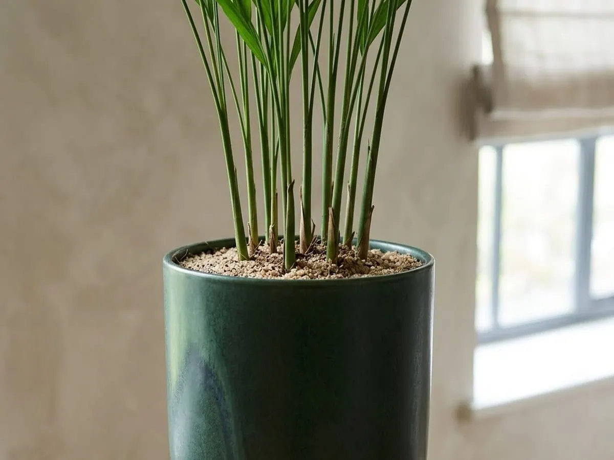 Several parlor palm stems set into the medium surface of one pot, what the pot actually holds before the first cut.