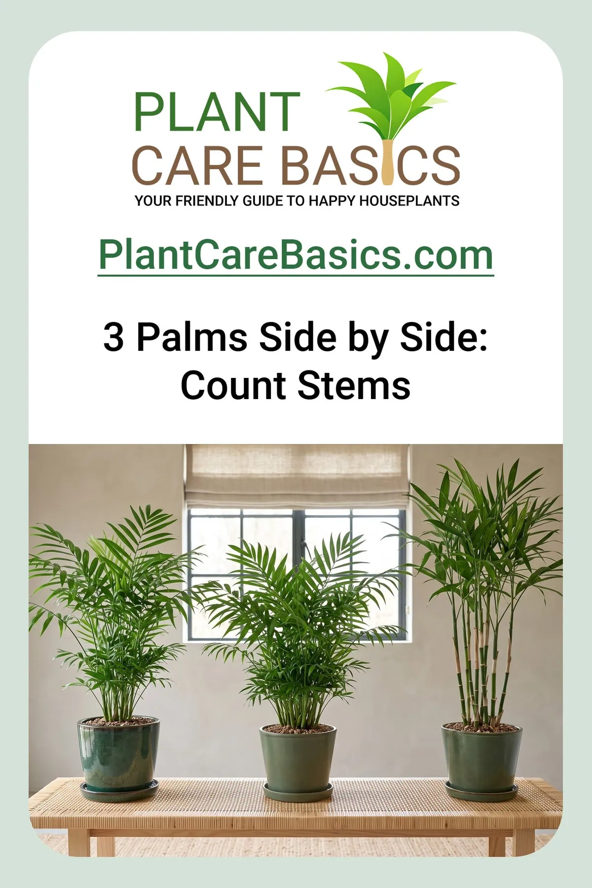 Parlor palm vs cat palm vs bamboo palm how to tell them apart: three potted palms side by side.