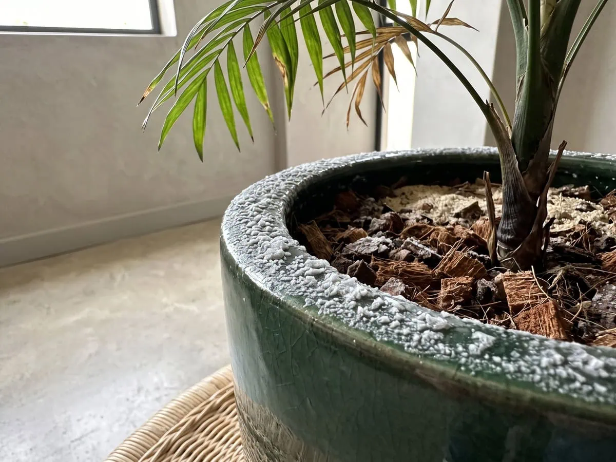 A white-gray crystal crust on the rim of a deep green parlor palm pot, the third of three root zone checks.