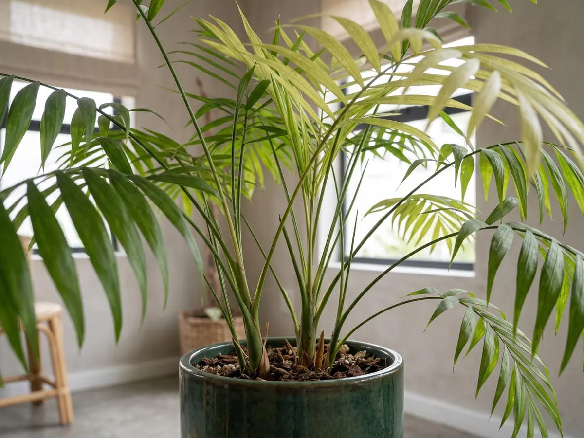 The whole frond group at the top of a parlor palm fading together, a pattern and position that tell the cause.