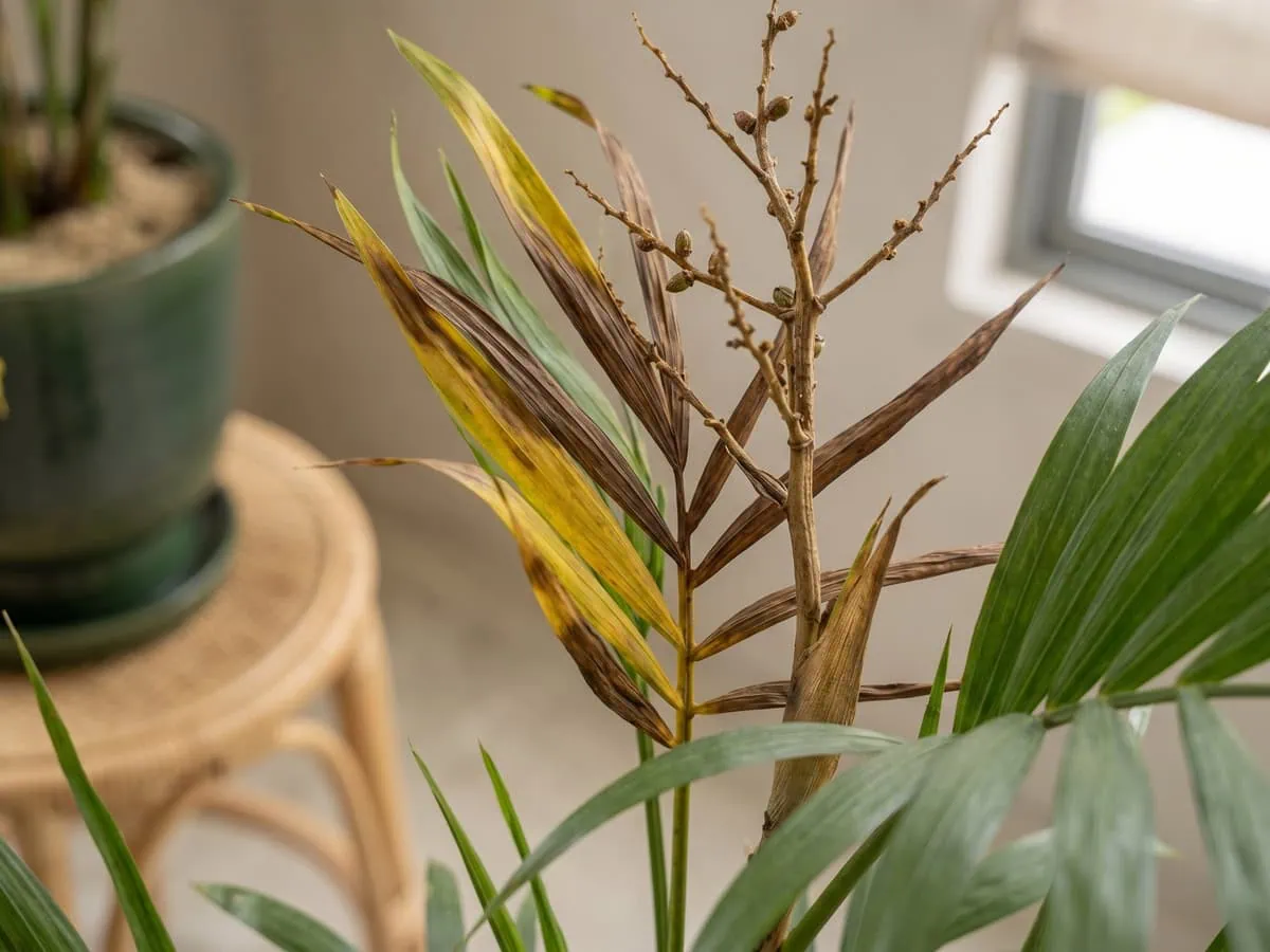 Withered discolored leaf tissue beside a parlor palm seed stalk, read before you leave the spray or cut it off.