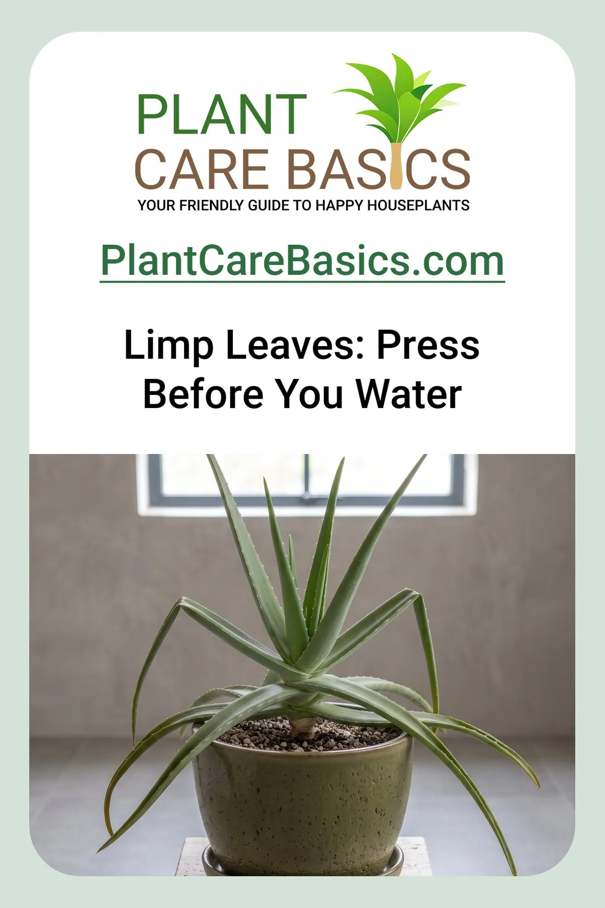 Why are my Aloe vera leaves limp and shriveled: outer leaves folded flat over the rim, center still upright.