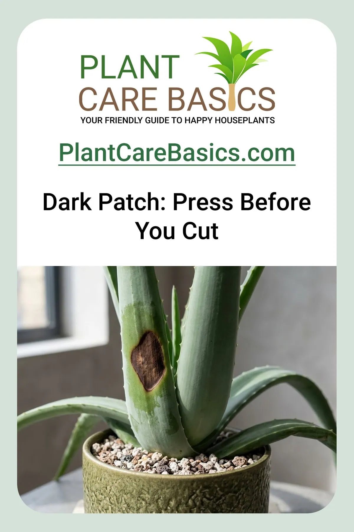 Why does my Aloe vera have brown spots and dark patches: one marked leaf beside a completely clean one.