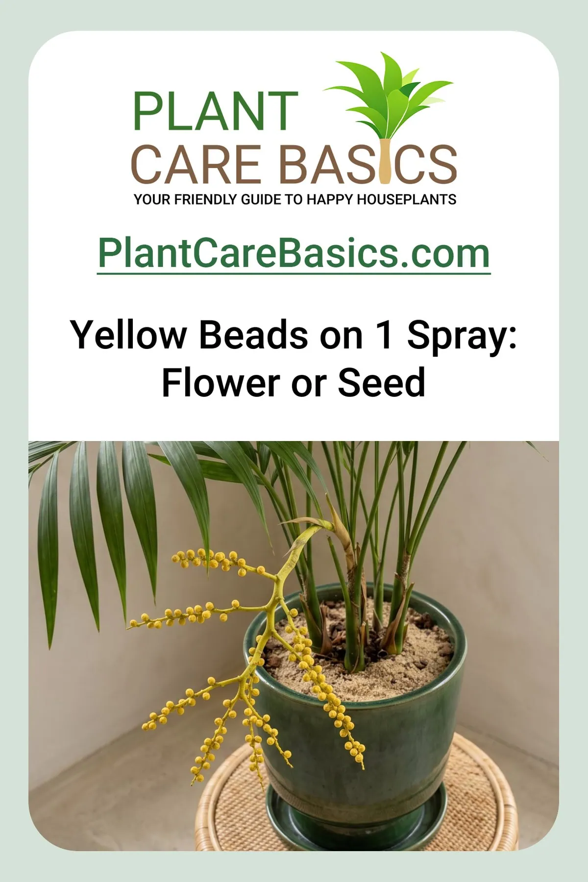 Why does my parlor palm have yellow flower balls and seeds: a branched spray strung with small yellow beads.