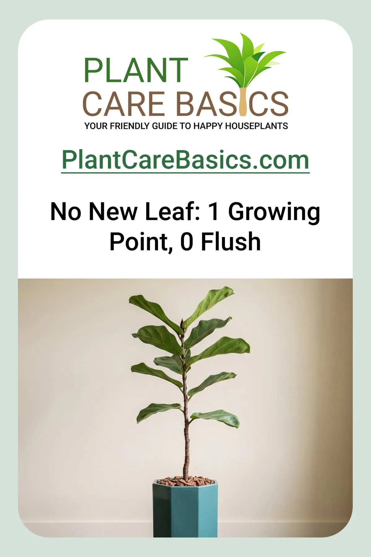 Why is my fiddle leaf fig not growing new leaves? The growing point sits closed at the top.