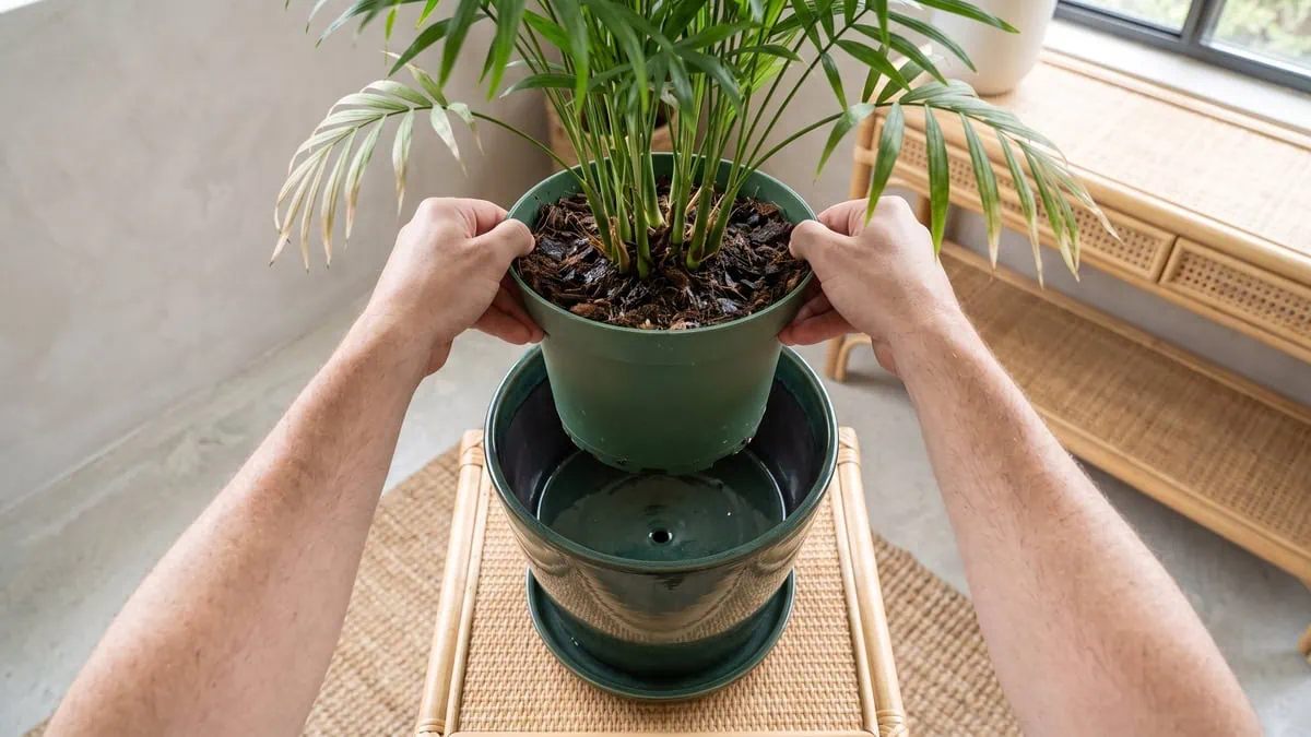 Why is my new parlor palm dying after bringing it home: lifted from a sleeve pot over standing water.