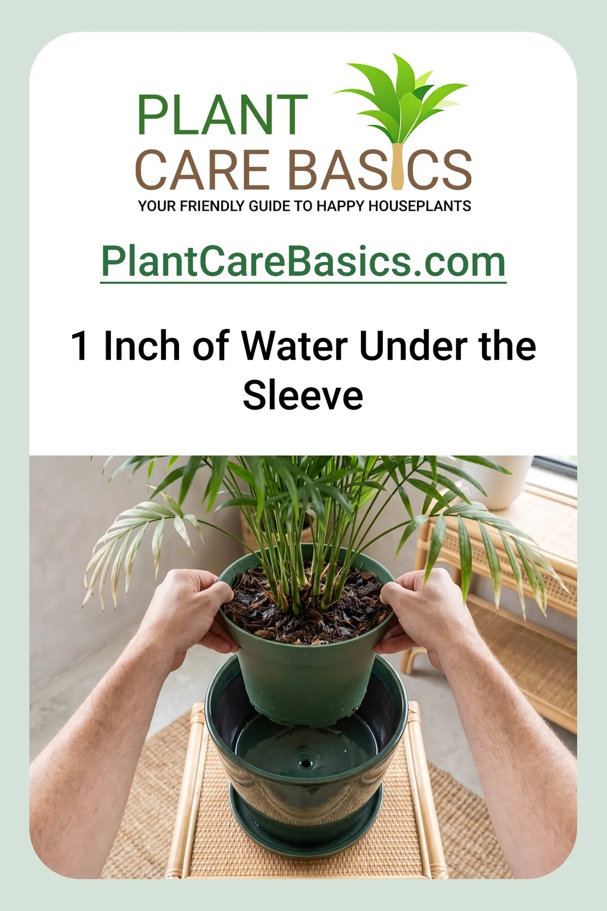 Why is my new parlor palm dying after bringing it home: lifted from a sleeve pot over standing water.