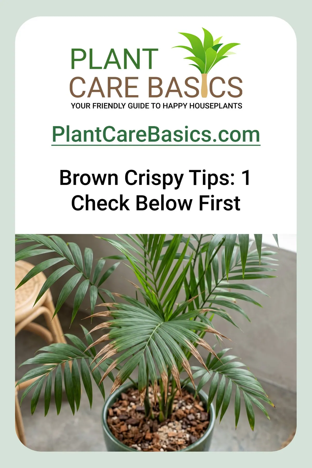 Why is my parlor palm getting brown crispy tips: dried browned tips above a deep green pot.