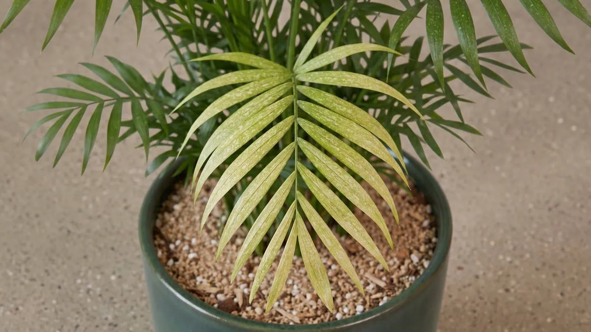 Why is my parlor palm turning pale yellow with white speckles: a frond scattered with fine specks and fading.